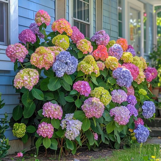 Pastel Pink and Green Hydrangeas