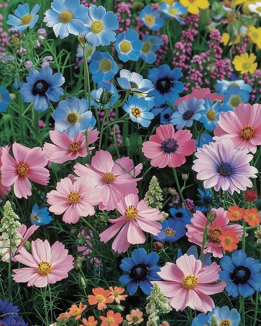 Mixed Cosmos Flowers