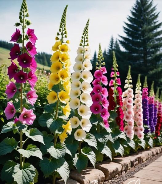 The common hollyhock (Alcea rosea).