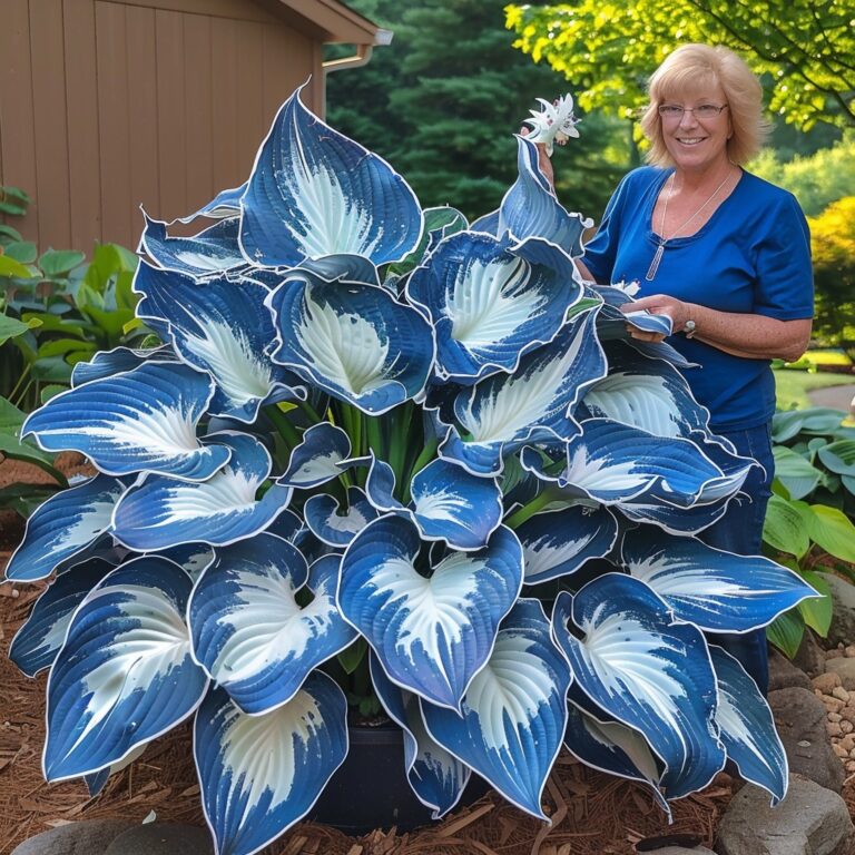 Striking Blue-White Hostas with Gardener