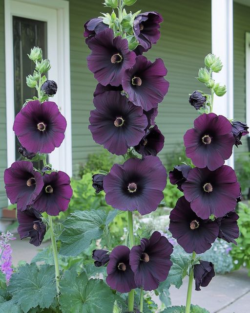 Deep Purple Hollyhocks