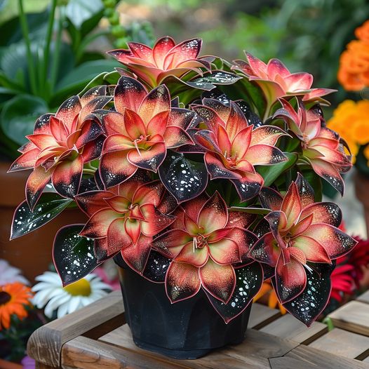 Sunset Orange Caladium