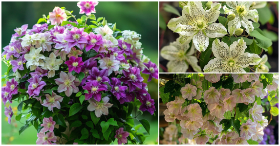 Captivating Clematis: Elevate Your Garden with These Stunning Climbing Blooms