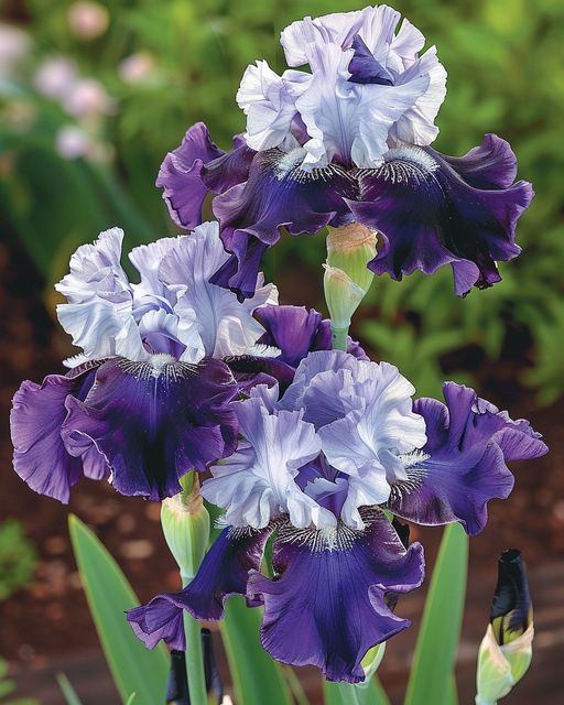 Purple and White Bearded Iris