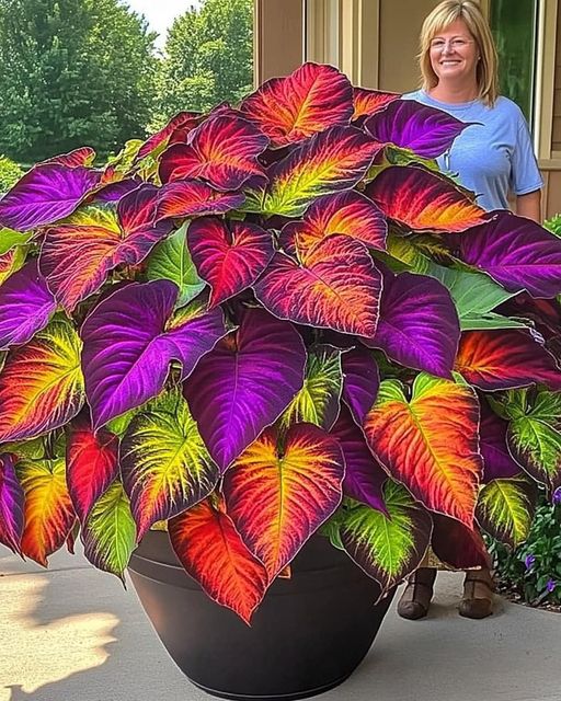 Colorful Coleus Plant