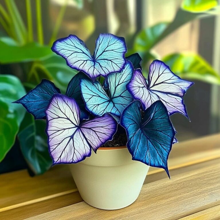 Begonia ‘Moonlight Butterfly’