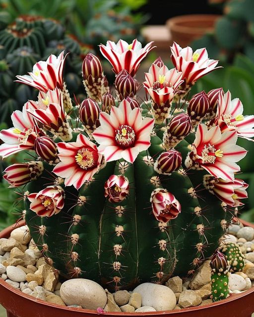 Cactus with Starry Blooms