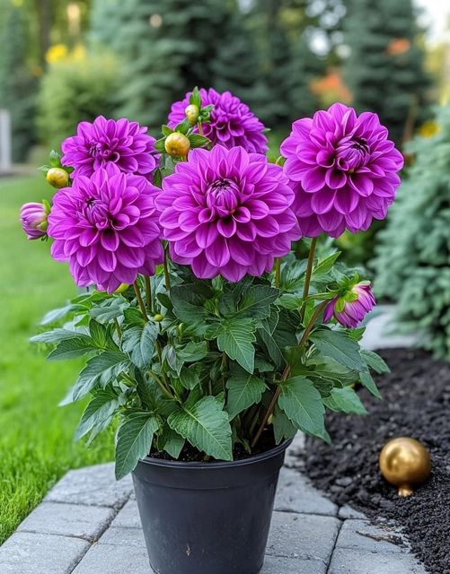 Purple dahlia(Dahlia Mystic Dreamer)