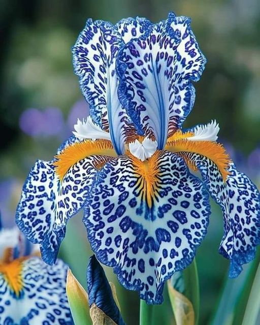 Blue and White Bearded Iris