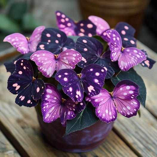 Pink Polka Dot Plant