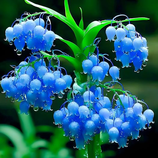 Blue Bell-Shaped Flowers