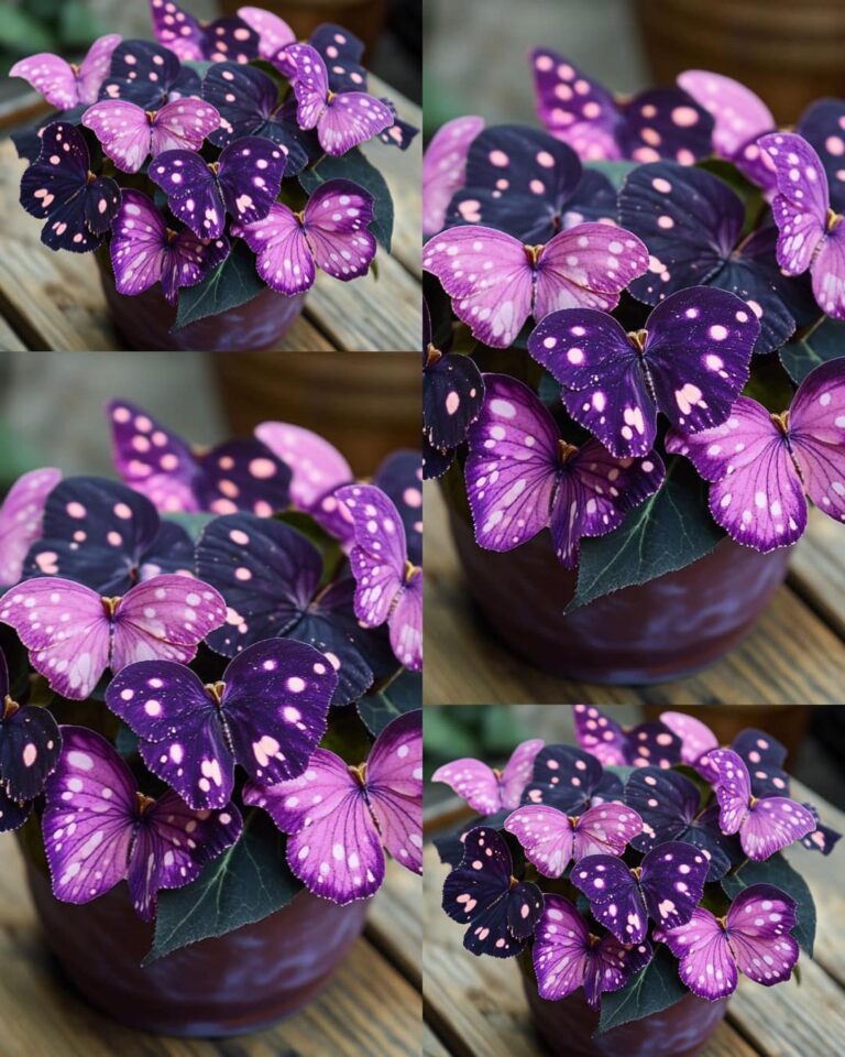 Purple Spotted Polka Dot Plant