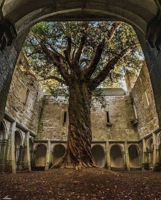 400 Years old yew tree in Muckross Abbey, Ireland.