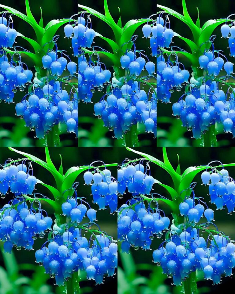 Blue Bell Hyacinths