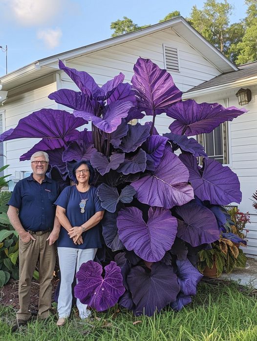 Colocasia Esculenta Black Magic